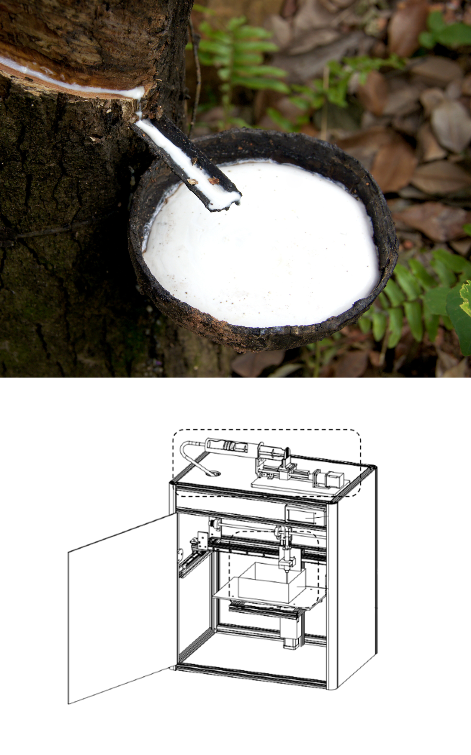 องค์ประกอบสารสกัด “กระชายขาว” เคลียร์เม็ดสี ลดเลือนจุดด่างดำ
